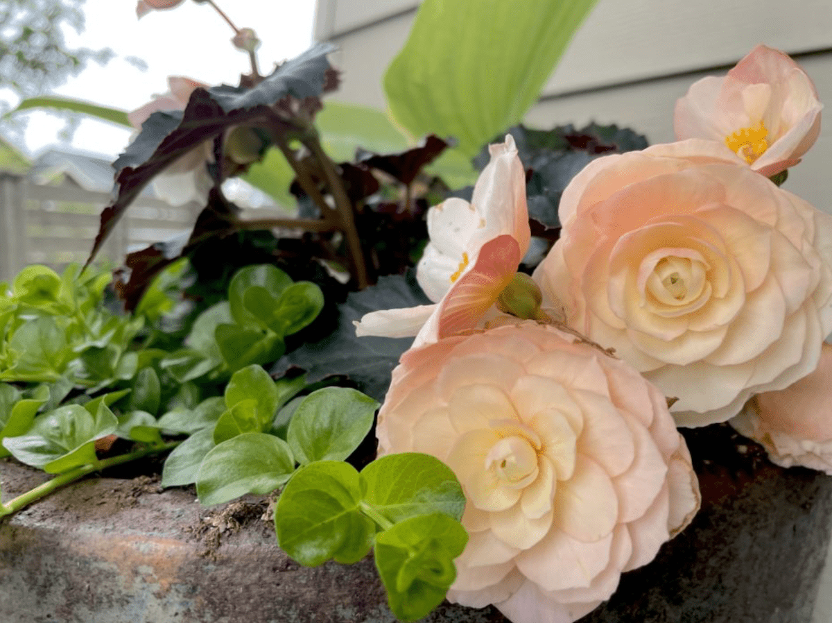 15 things (of many more) I Have Learned So Far from Gardeners’ World w/Monty Don